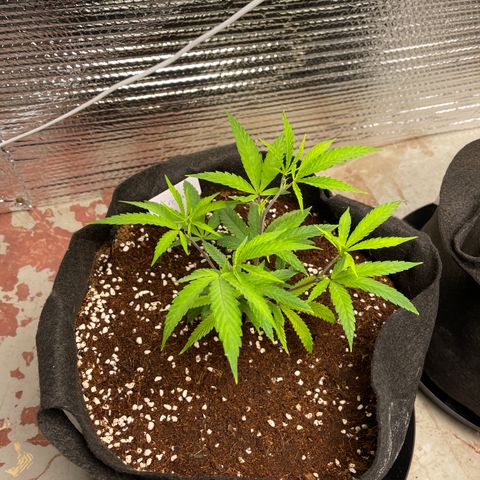 Freya growlog timeline photo