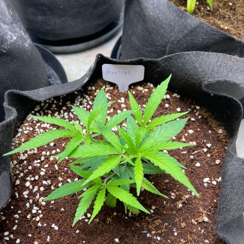 Penelope growlog timeline photo