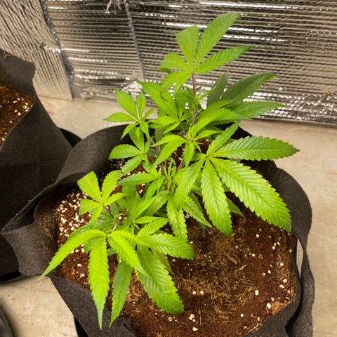 Ruth AKA The Natorious RBG growlog timeline photo