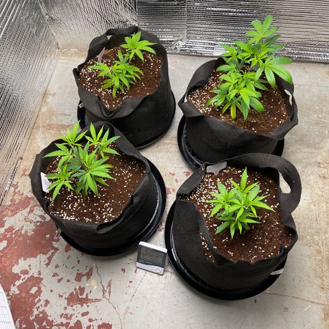 Ruth AKA The Natorious RBG growlog photo: Looking well fed, no sign of burn. Appears Healthy