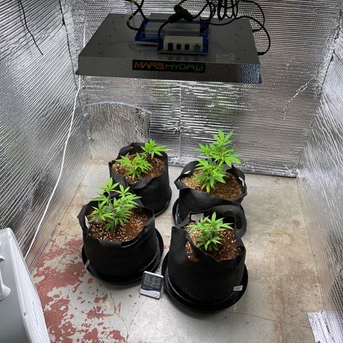 Ruth AKA The Natorious RBG growlog photo: Not yet ready for water