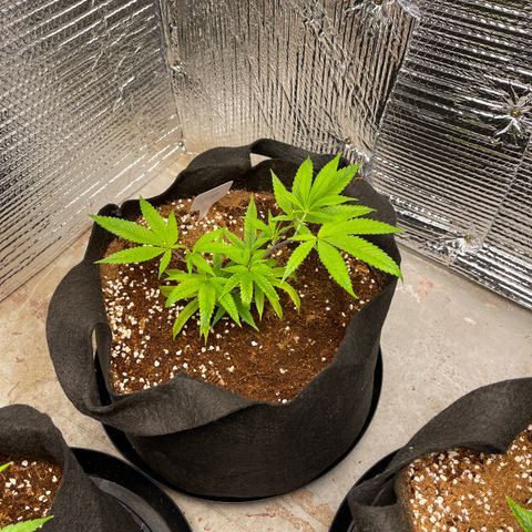 Calliope growlog timeline photo
