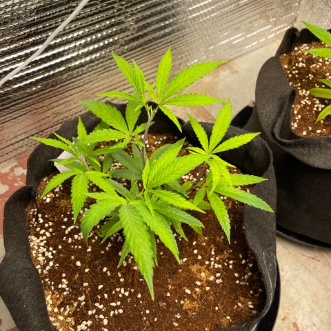 Freya growlog timeline photo
