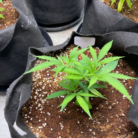 Penelope growlog timeline photo