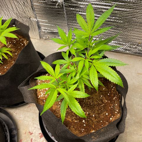 Ruth AKA The Natorious RBG growlog timeline photo