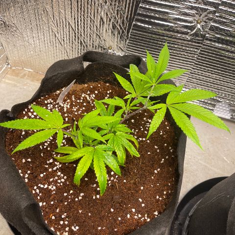 Calliope growlog timeline photo