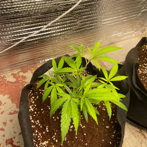 Freya growlog timeline photo