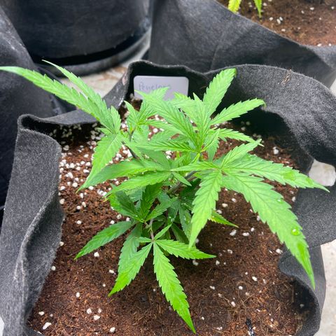 Penelope growlog timeline photo
