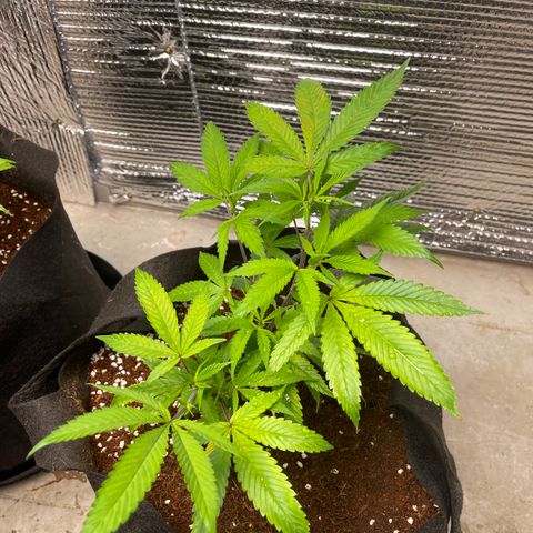 Ruth AKA The Natorious RBG growlog timeline photo