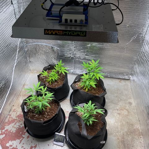 Ruth AKA The Natorious RBG growlog timeline photo