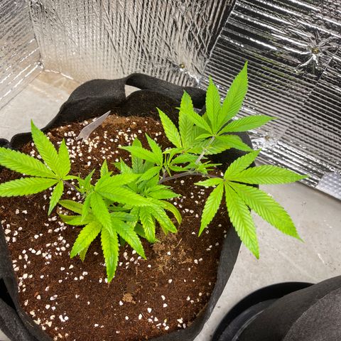 Calliope growlog timeline photo