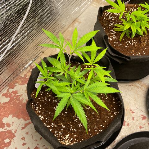 Freya growlog timeline photo
