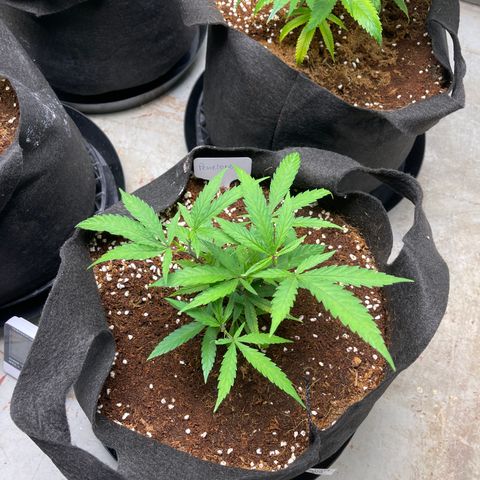 Penelope growlog timeline photo