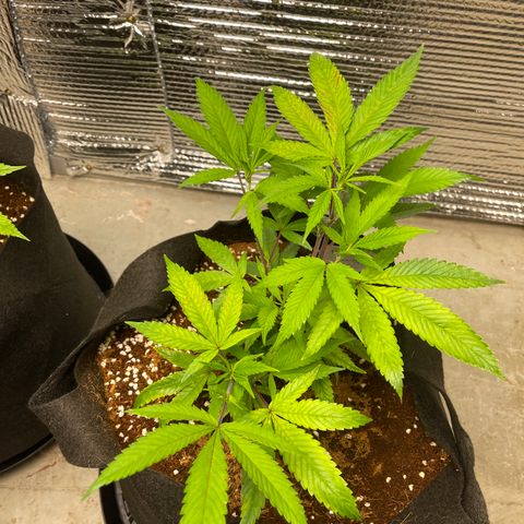 Ruth AKA The Natorious RBG growlog timeline photo