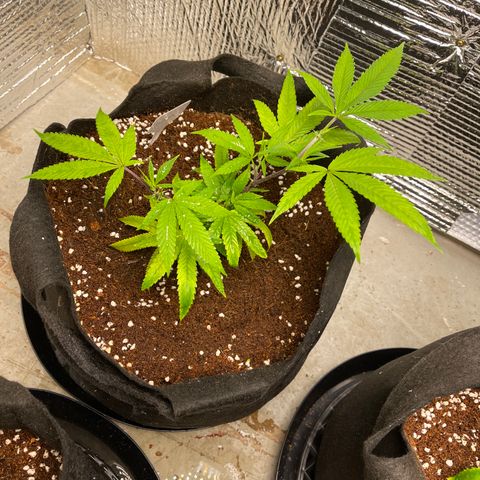 Calliope growlog timeline photo
