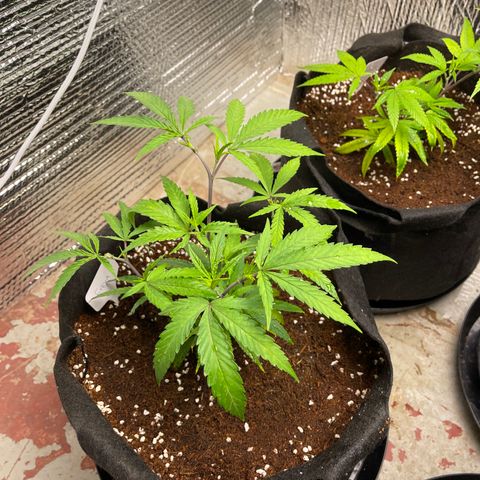 Freya growlog timeline photo