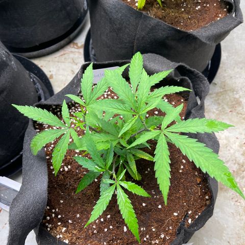 Penelope growlog timeline photo