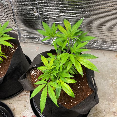 Ruth AKA The Natorious RBG growlog timeline photo
