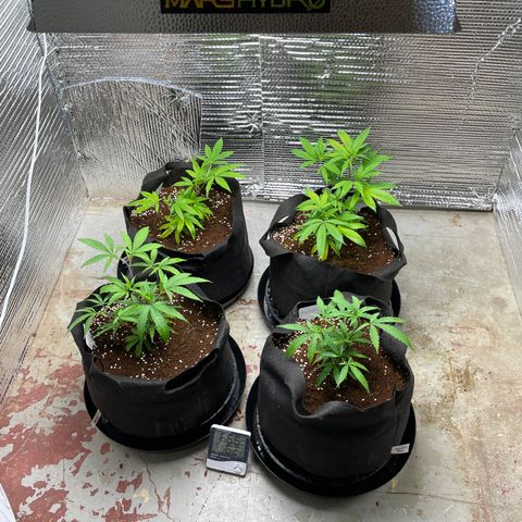 Ruth AKA The Natorious RBG growlog timeline photo