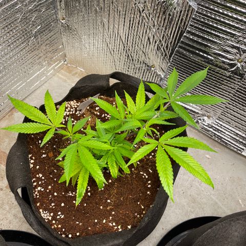 Calliope growlog timeline photo