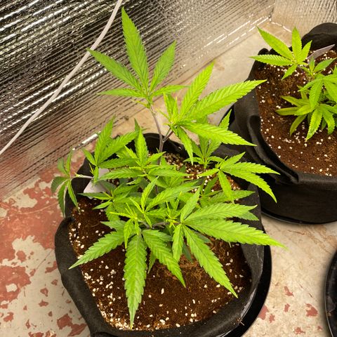 Freya growlog timeline photo