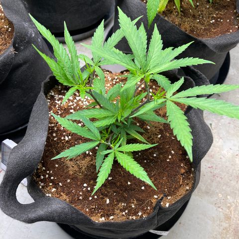 Penelope growlog timeline photo