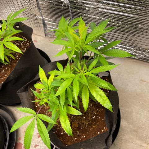 Ruth AKA The Natorious RBG growlog timeline photo