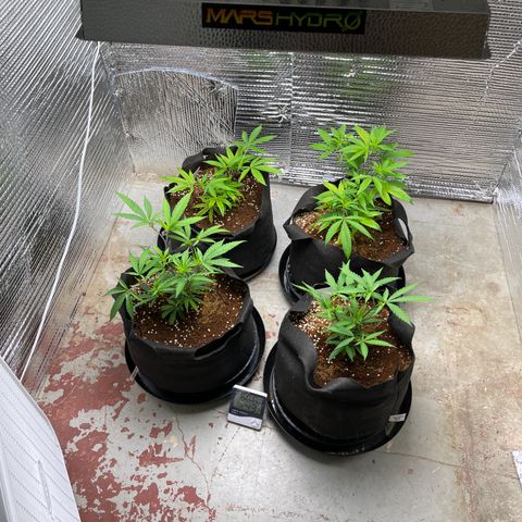 Ruth AKA The Natorious RBG growlog timeline photo