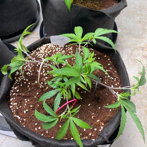 Penelope growlog timeline photo