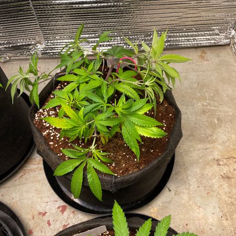 Ruth AKA The Natorious RBG growlog timeline photo
