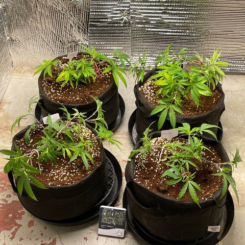 Ruth AKA The Natorious RBG growlog photo: LST day first attempt!