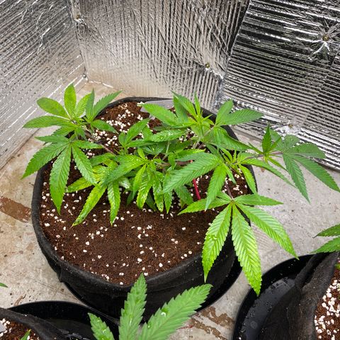 Calliope growlog timeline photo
