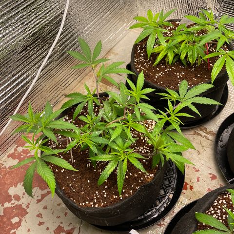 Freya growlog timeline photo