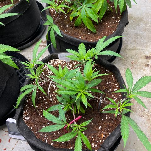 Penelope growlog timeline photo