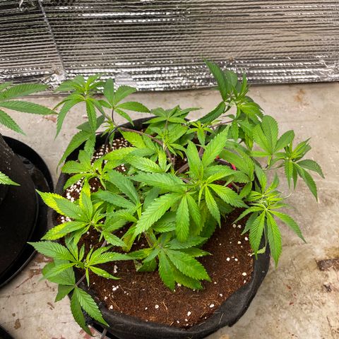 Ruth AKA The Natorious RBG growlog timeline photo