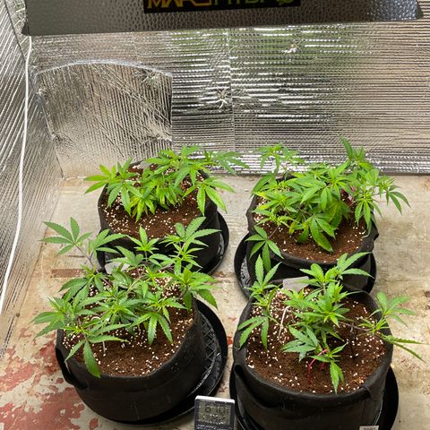 Ruth AKA The Natorious RBG growlog timeline photo