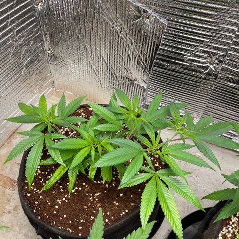 Calliope growlog timeline photo