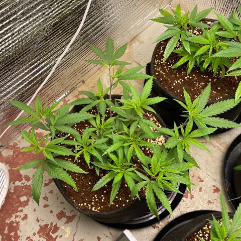 Freya growlog timeline photo