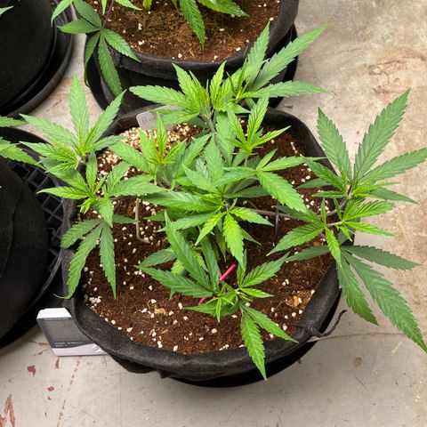 Penelope growlog timeline photo