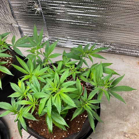 Ruth AKA The Natorious RBG growlog timeline photo