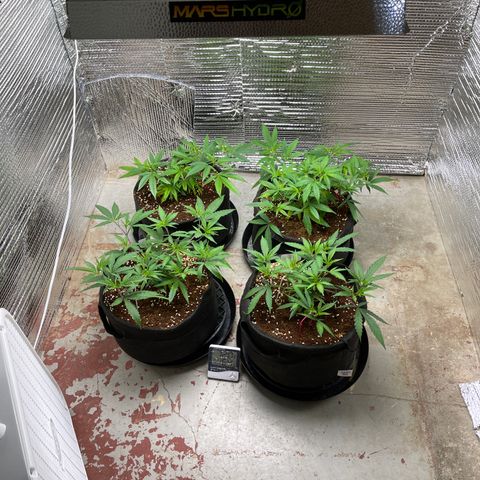 Ruth AKA The Natorious RBG growlog timeline photo