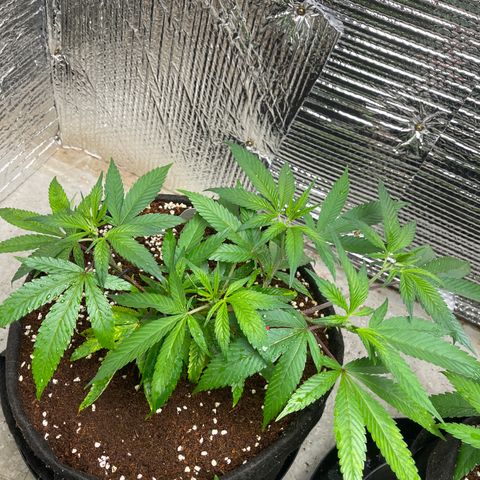 Calliope growlog timeline photo