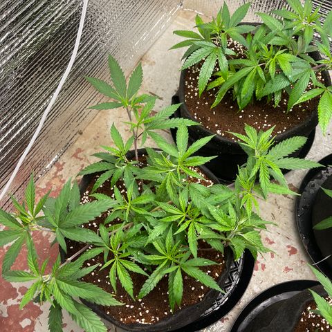 Freya growlog timeline photo