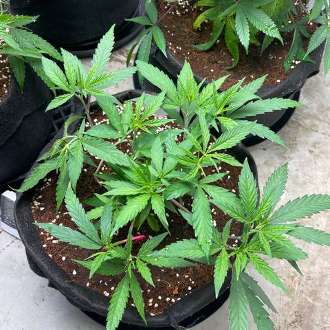 Penelope growlog timeline photo