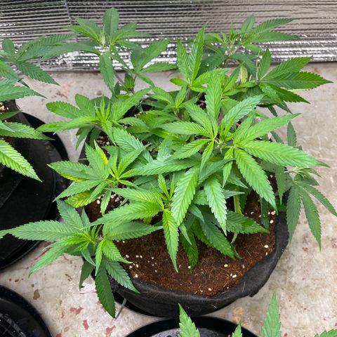Ruth AKA The Natorious RBG growlog timeline photo