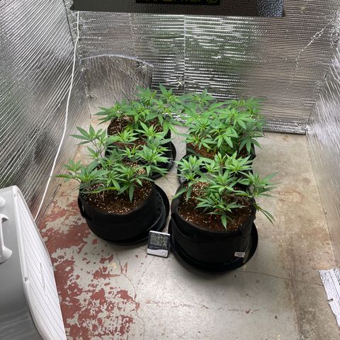 Ruth AKA The Natorious RBG growlog timeline photo