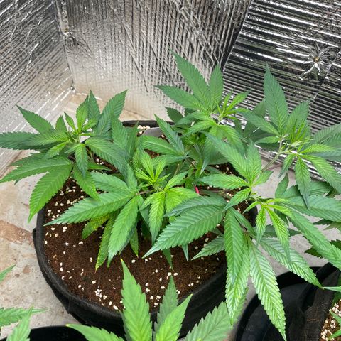 Calliope growlog timeline photo
