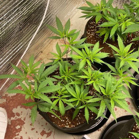 Freya growlog timeline photo