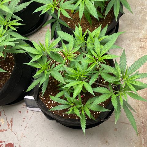Penelope growlog timeline photo