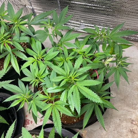 Ruth AKA The Natorious RBG growlog timeline photo